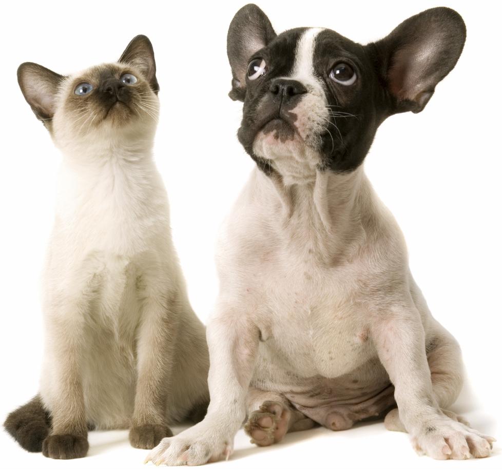 COSMETIC TESTED ON ANIMALS